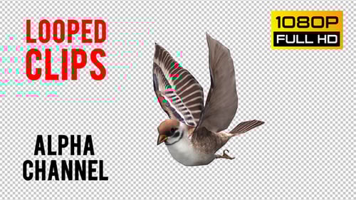 3D Animated Sparrow Flying with Alpha Channel