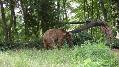 Real Wild Bear In Natural Habitat Among The Trees In The Forest