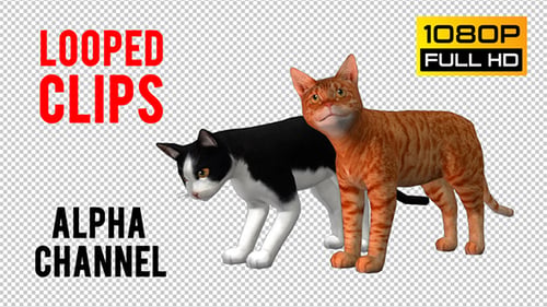 Chat en boucle 2