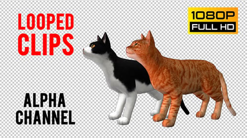 Cat Looped 3