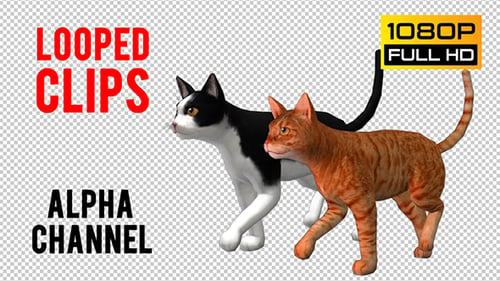 Cat Looped 6