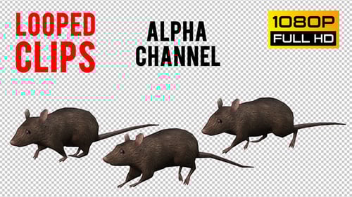 3D Animated Rat Walking Cycle with Alpha Channel