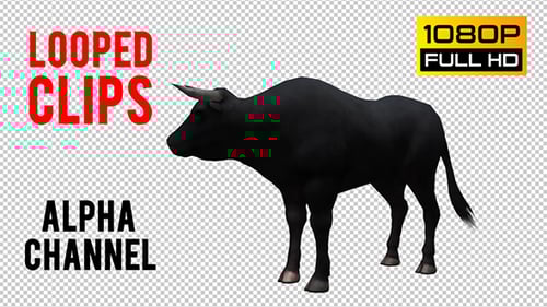 3D Animated Black Bull Standing with Alpha Channel