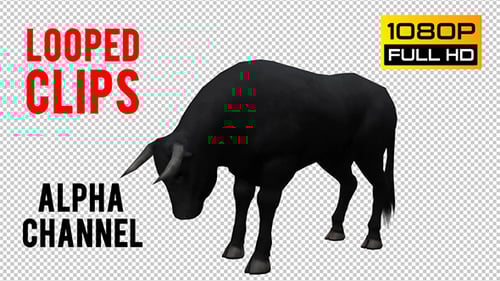 Black Bull Animation with Head Down and Tail Wagging
