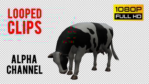 3D Animated Black and White Dairy Cow Grazing