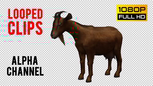 Animated 3D Brown Goat Standing on Alpha Channel
