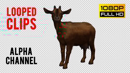 3D Animated Brown Goat Grazing and Standing Alpha Channel