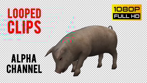 Realistic 3D Animated Pig Sniffing and Walking Cycle