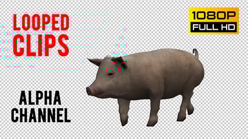 3D Animated Pig Walking with Alpha Channel