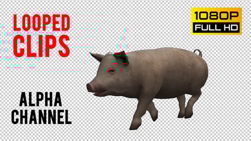 Animated 3D Pig Walking with Transparent Background