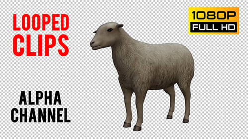 Sheep Looped