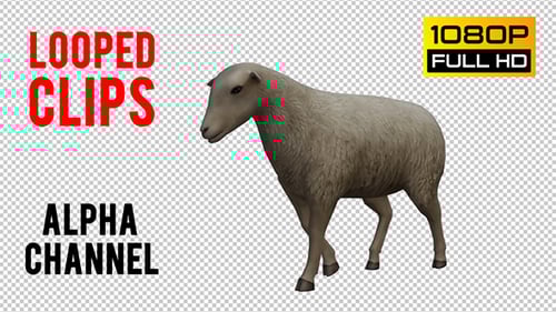 3D Animated Sheep Walking with Transparent Background