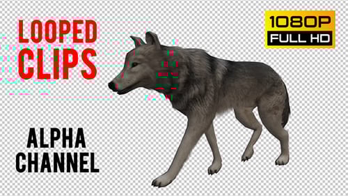 Realistic Gray Wolf Walking Cycle Alpha Channel Animation