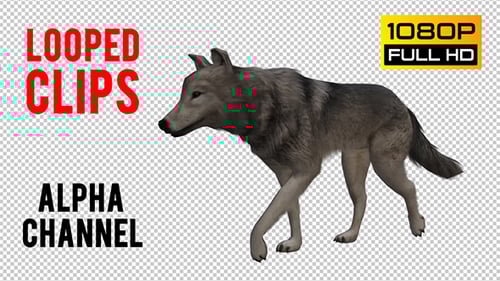 Realistic Gray Wolf Walking Animation