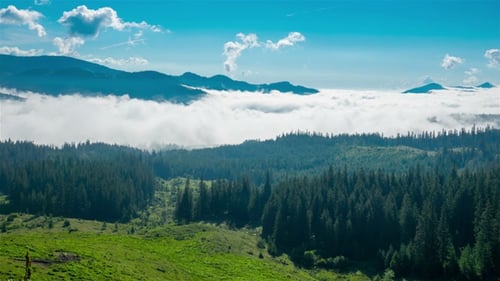 Fog Shrouded Mountains and Pine Forest Landscape