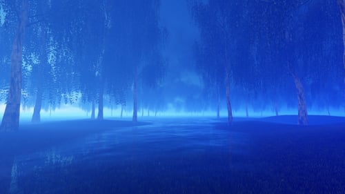 Fog in the Forest