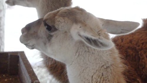 Close Up of Guanaco in the Winter