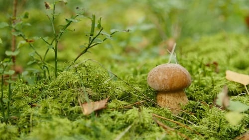 Small Boletus Grow in Woods. Nature Food Plants