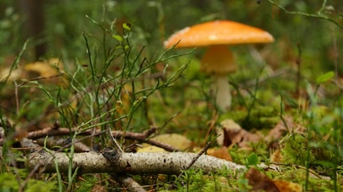 Mushroom in Autumn Forest Among Moss and Trees