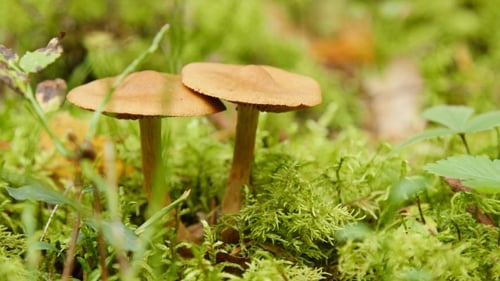 Two Mushrooms in Forest