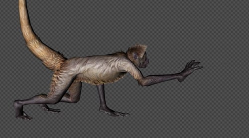 Realistic Prehensile Tailed Primate Creature Animation