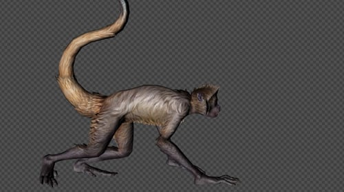 Animated Primate Animal Walking and Running Alpha Channel