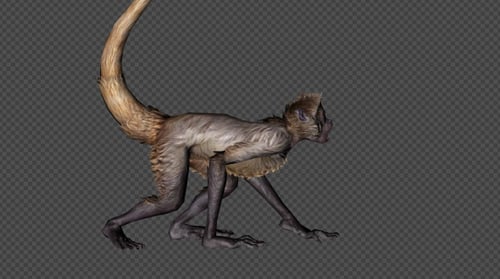 Realistic Primate Monkey Crawling and Looking Animation