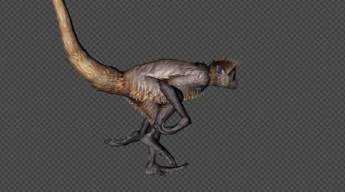 Monkey Run Pack 4 In 1