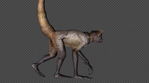 Monkey Walk Pack 4 In 1