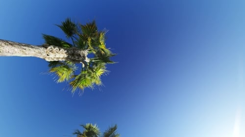 Driving Through Palm Trees on Blue Sky