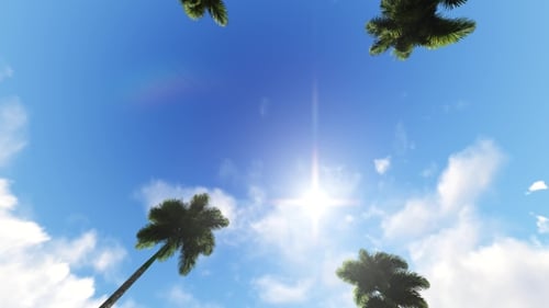 Driving Through Palm Trees on Blue Sky