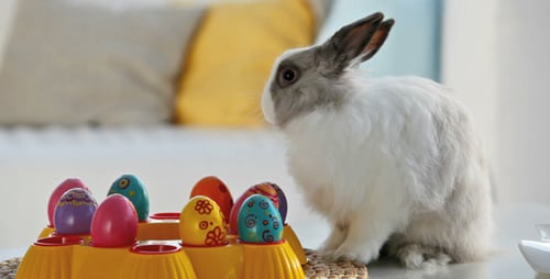 Adorable Rabbit Grooming Near Easter Eggs