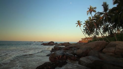 Palm Trees on the Shore of a Tropical Beach at Sunset