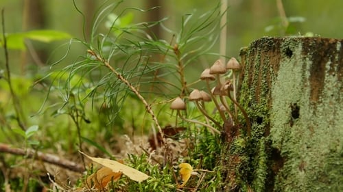 Tiny Mushrooms Growing on Mossy Stump in Forest