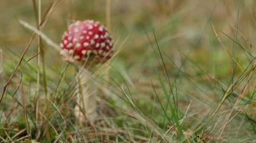 Fly Agaric Mushroom Growing in Grass