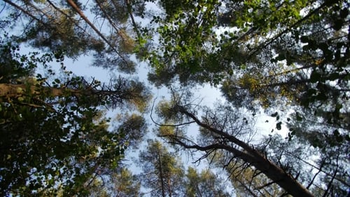 Look Up To the Blue Sky in Green Woods Through the Tall Trees, Rotating and Dreaming