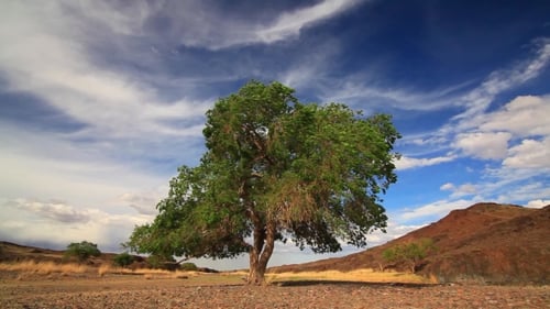 Lonely Tree on Summer Field Against a Beautiful Sky