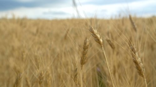 Golden Wheat Field and Blue Sky in