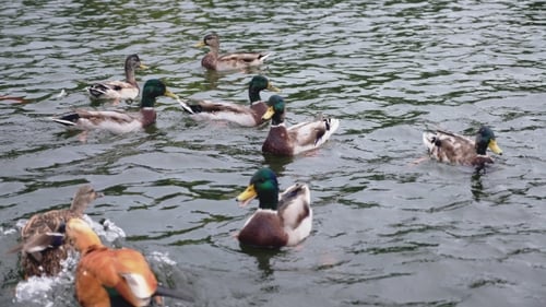 Wild Ducks Swimming Around In a Pond