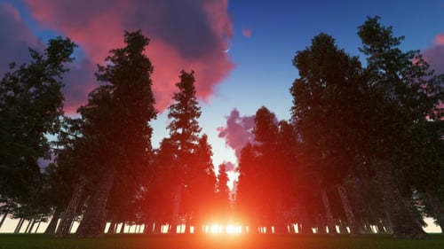 Fabulous Forest at Sunset