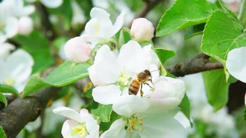 A bee collects nectar from an apple tree flower and flies away, slow motion 250fps
