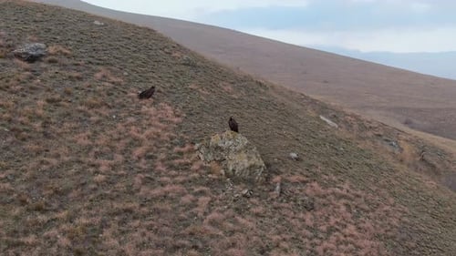 Vultures Perched on Rural Hillside