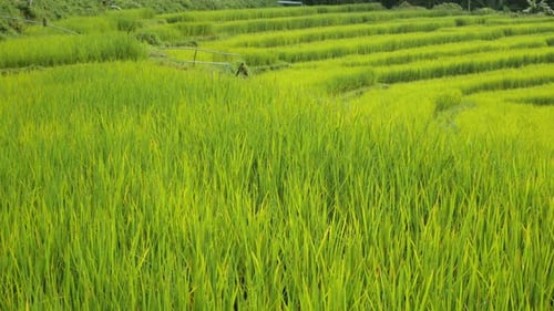 Green Rice Field