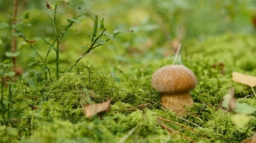 Small Boletus Grow in Woods. Nature Food Plants
