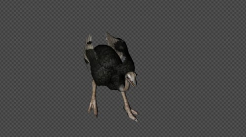Ostrich Attack Pack02 4 In 1