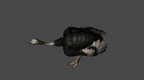 Ostrich Attack Pack04 4 In 1