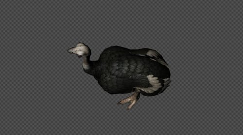 Ostrich Idle Pack02 4 In 1