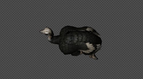 Ostrich Walk Pack 4 In 1