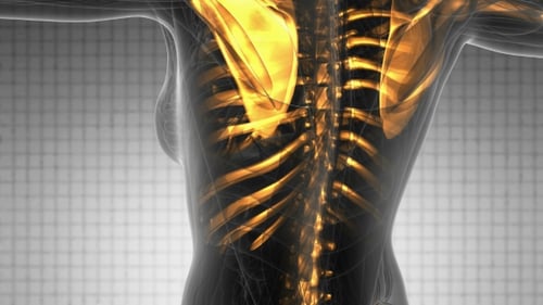 Human Body with Visible Skeletal Bones