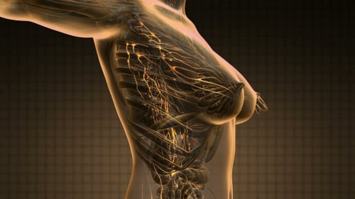 Transparent Human Body Scan with Glowing Nervous System